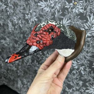 muscovy duck